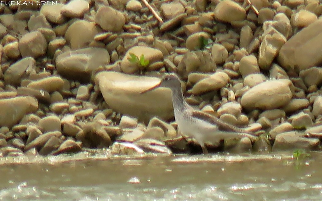 Common Greenshank