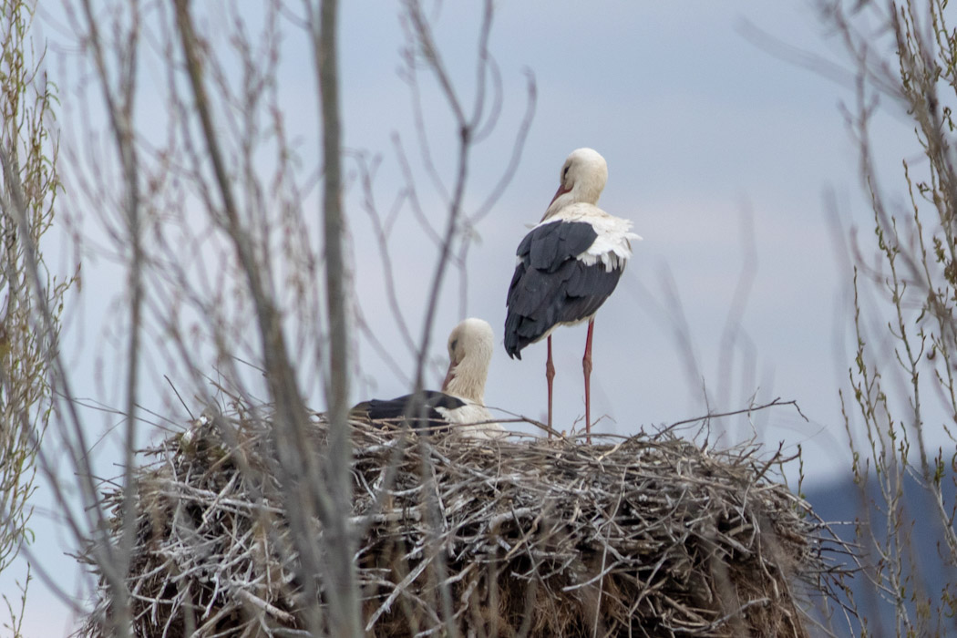 White Stork