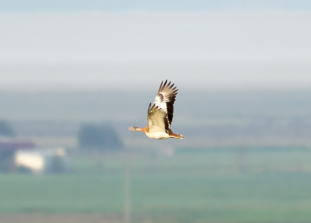 Great Bustard
