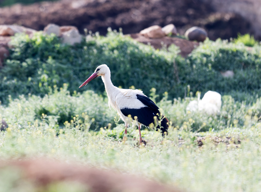 White Stork