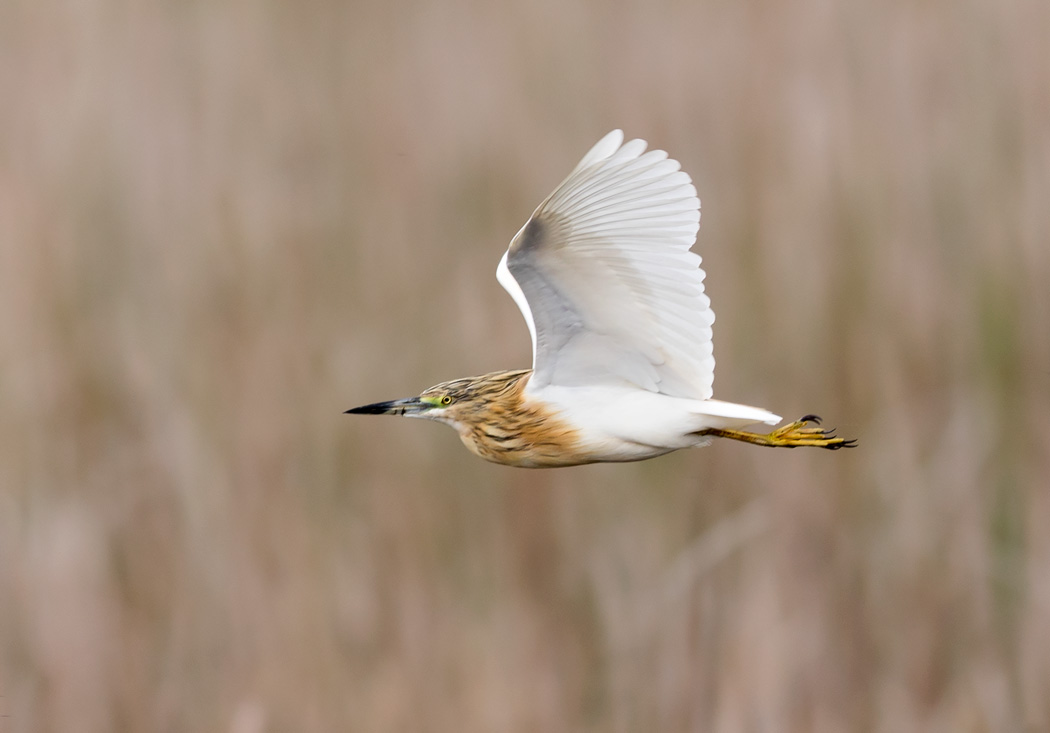 Squacco Heron