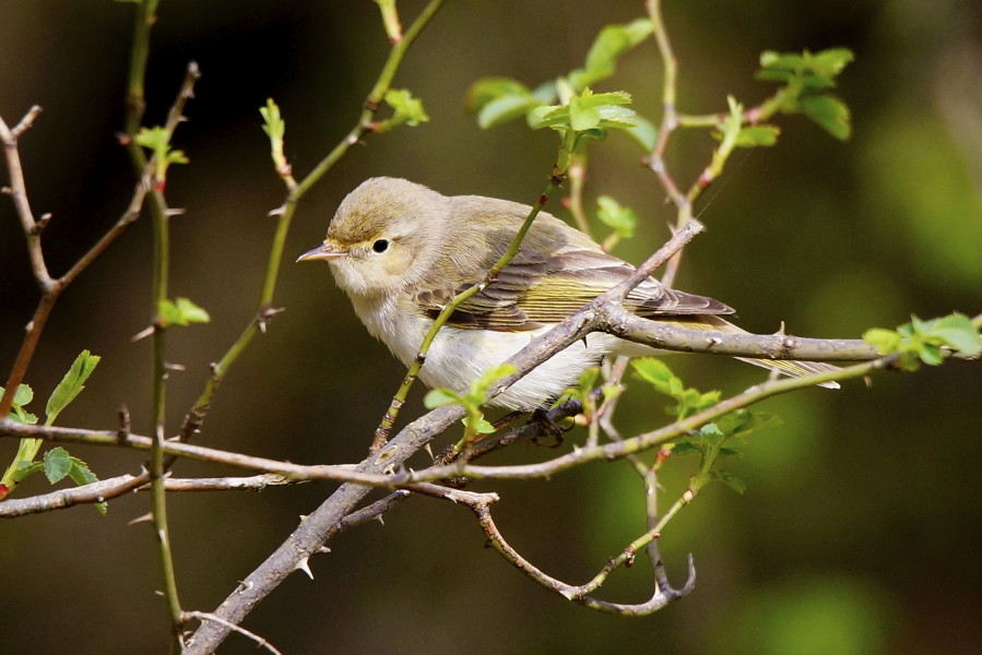 Eastern Bonelli`s Warbler