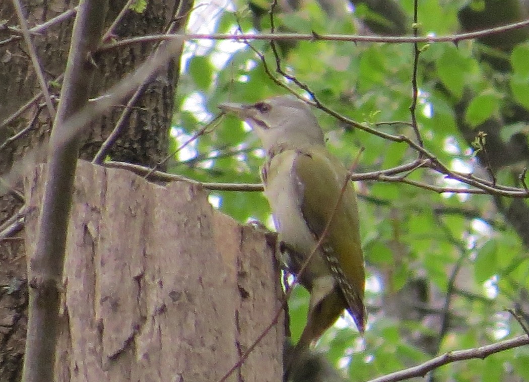 Grey-headed Woodpecker