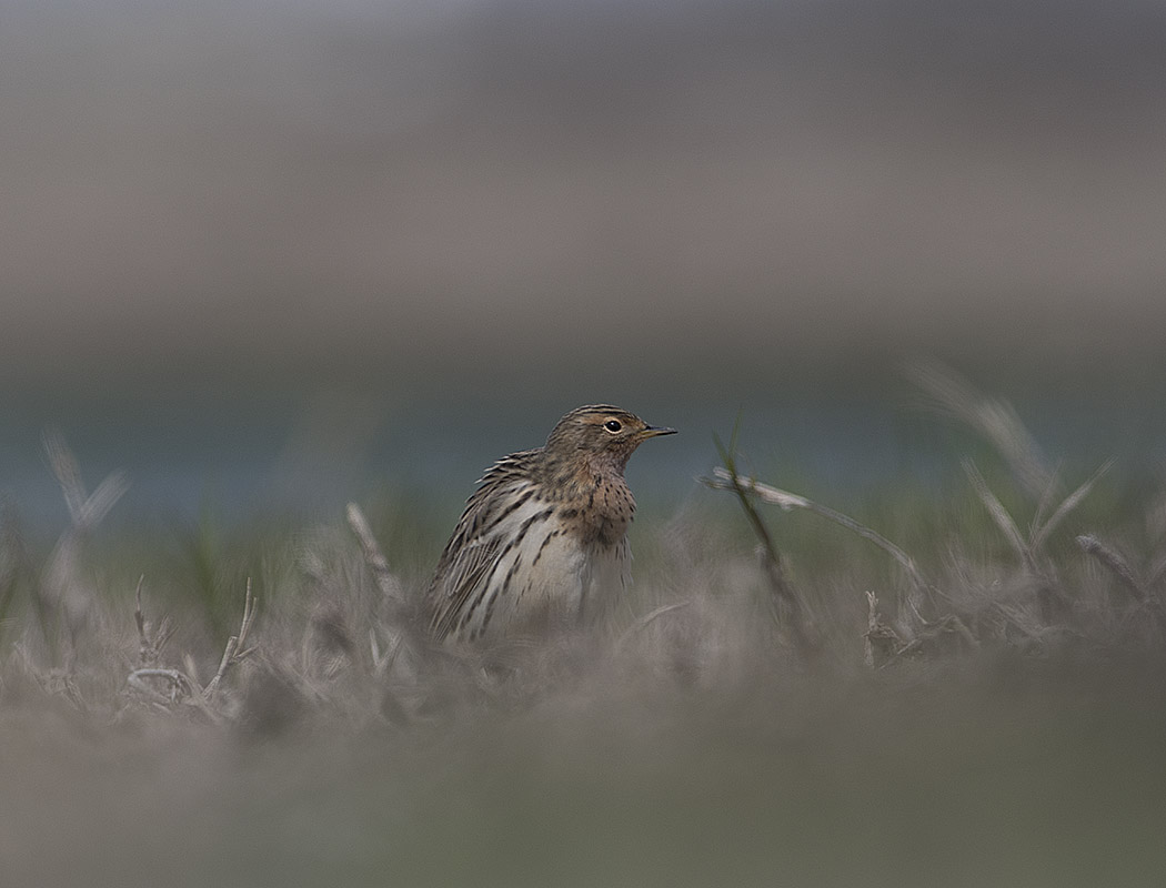Red-throated Pipit