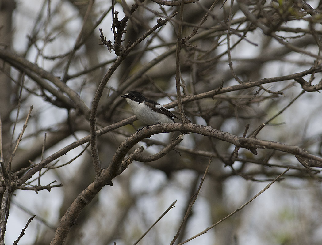 European Pied Flycatcher