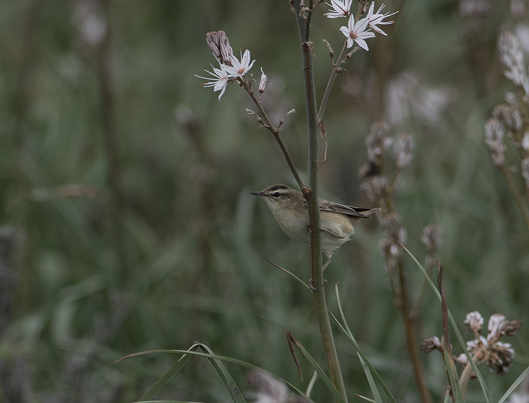 Sedge Warbler