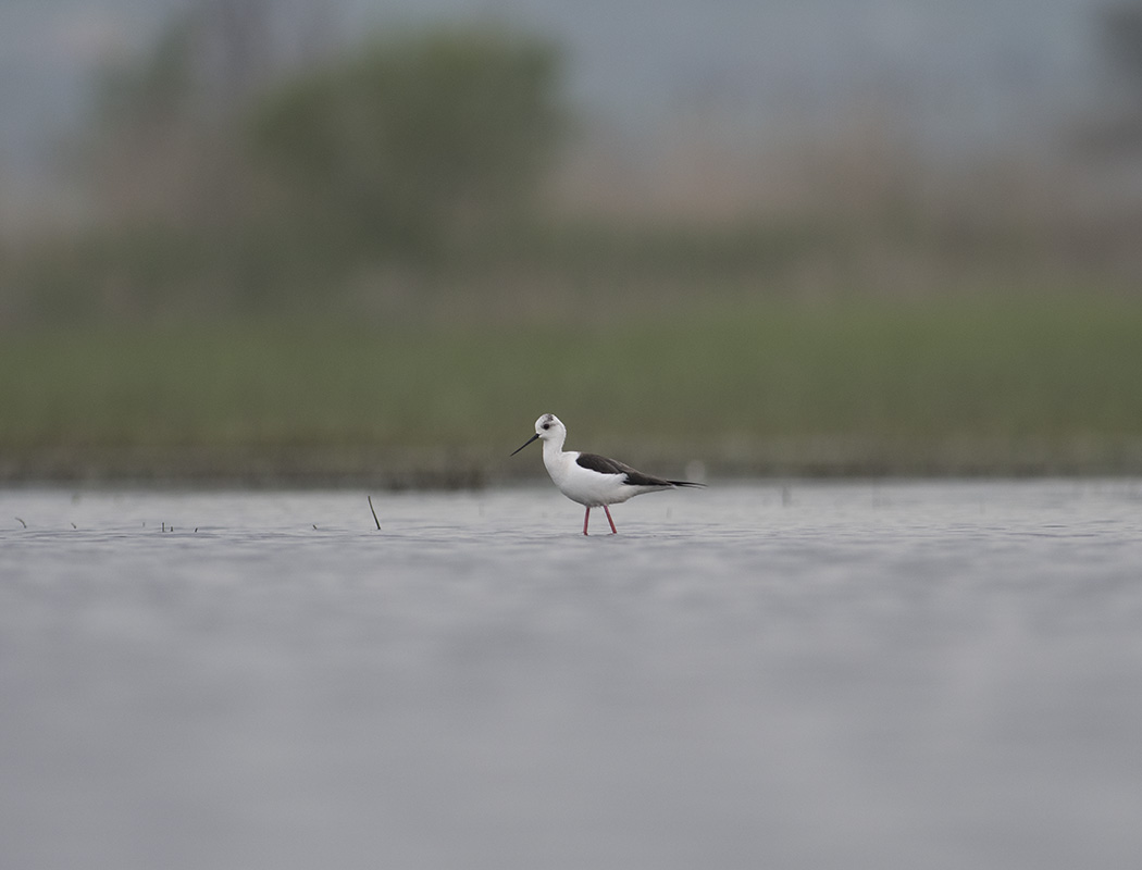 Black-winged Stilt