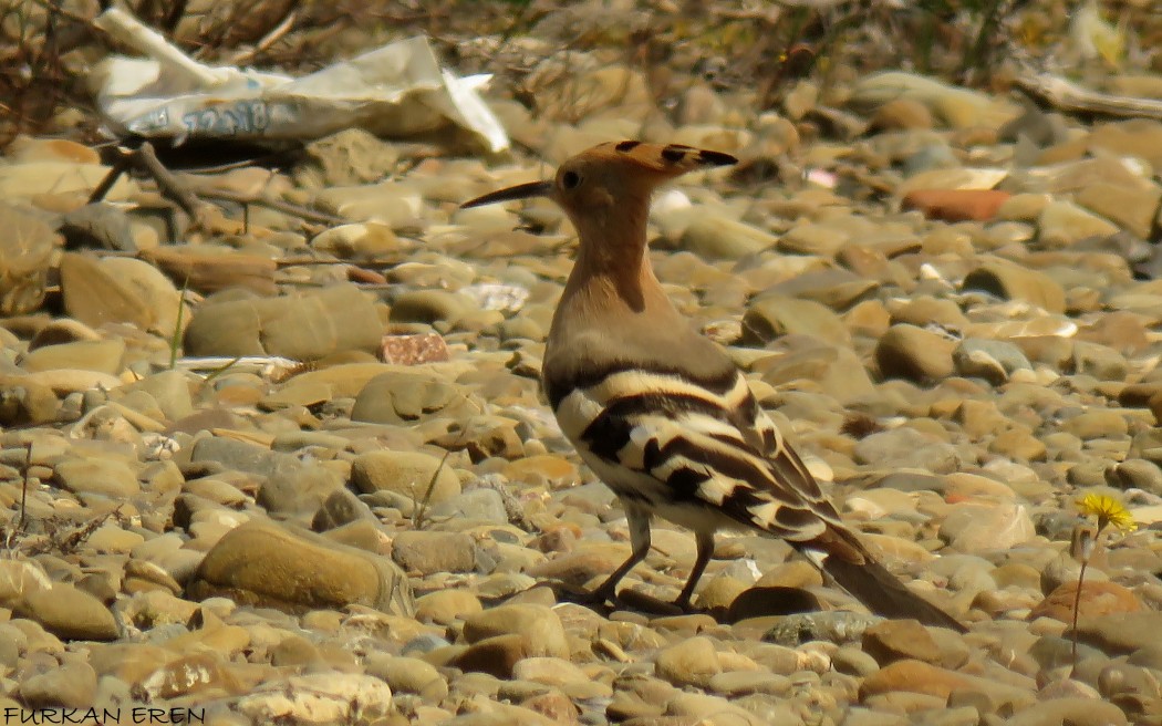 Common Hoopoe
