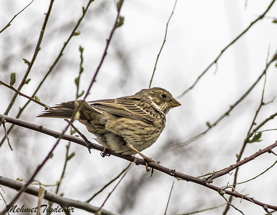 Calandra Lark