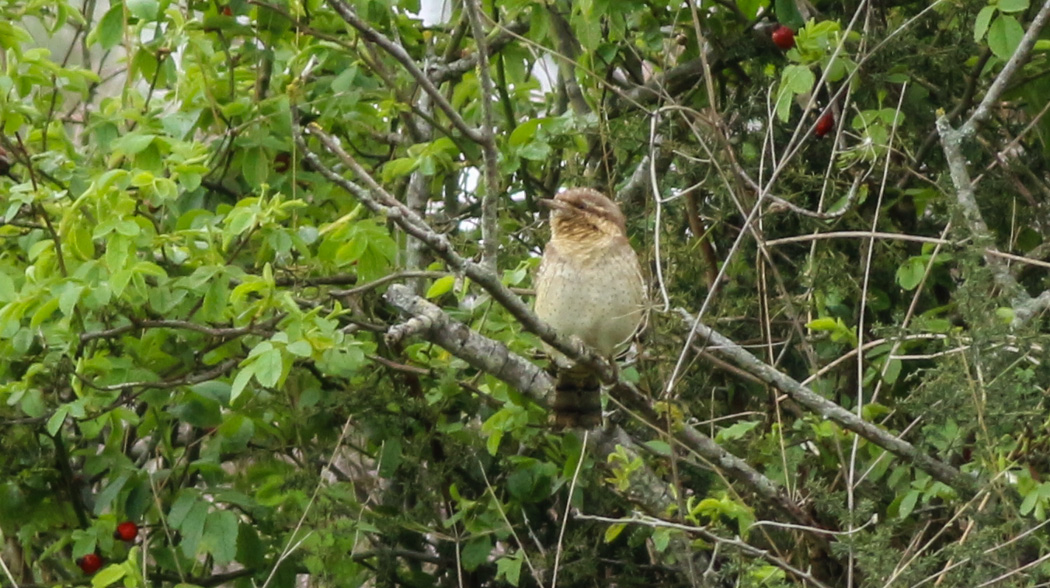 Eurasian Wryneck