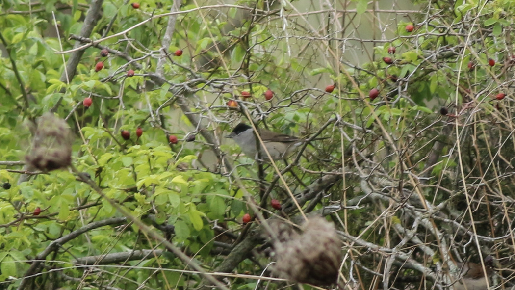 Eurasian Blackcap