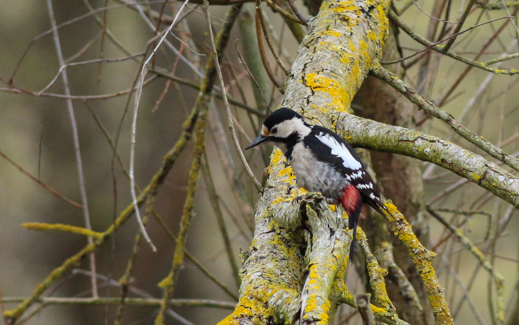 Syrian Woodpecker