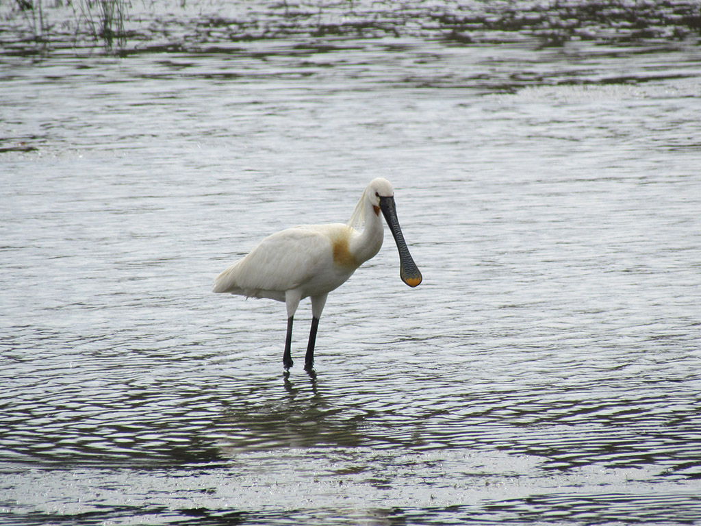Eurasian Spoonbill