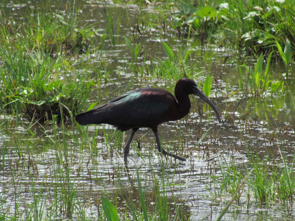 Glossy Ibis