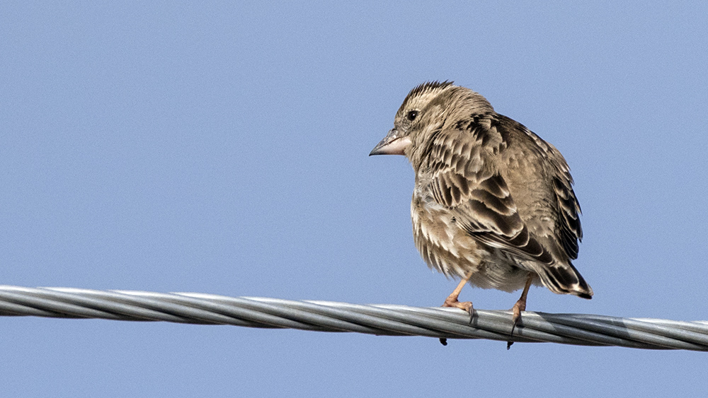 Rock Sparrow