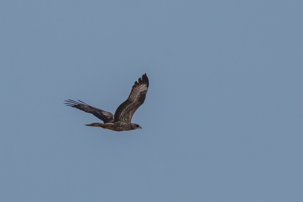 European Honey Buzzard