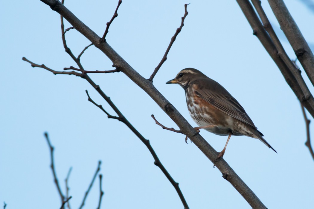 Redwing
