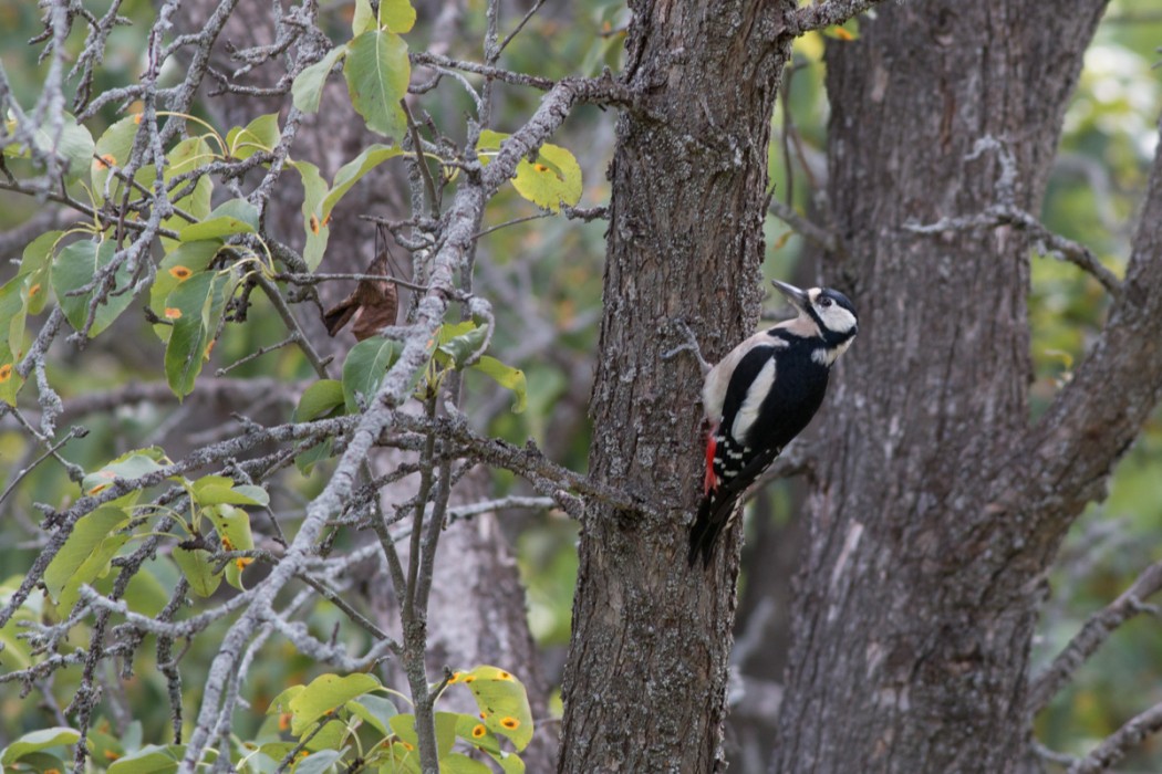 Great Spotted Woodpecker
