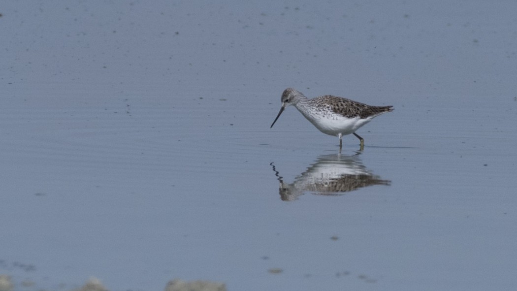 Marsh Sandpiper