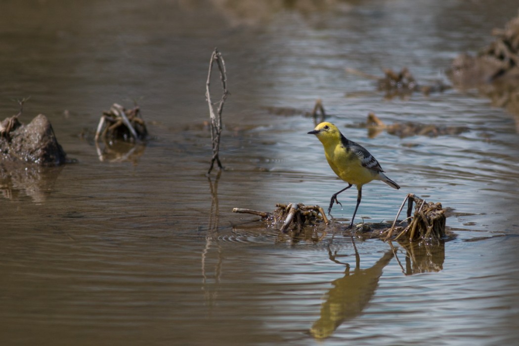 Citrine Wagtail