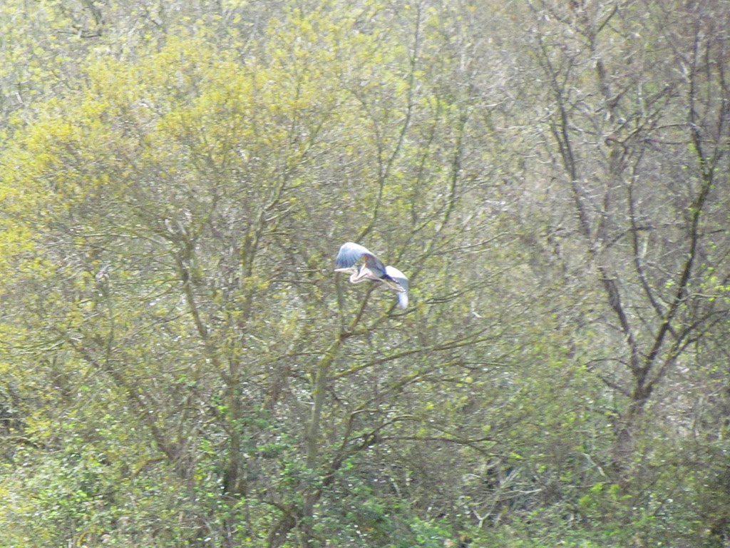 Purple Heron