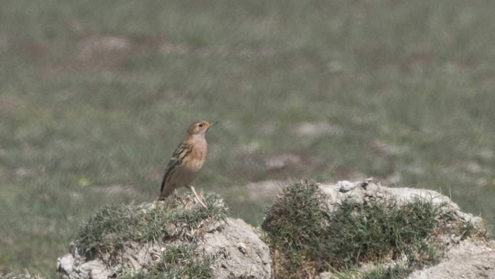 Red-throated Pipit