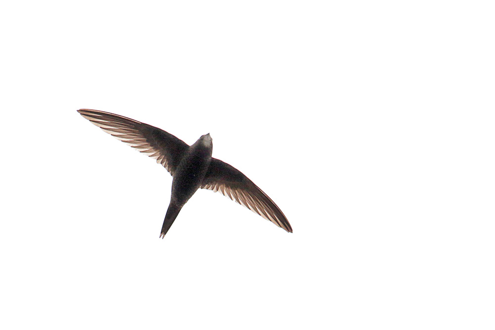 Pallid Swift