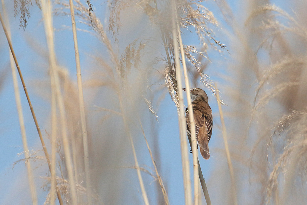 Great Reed Warbler