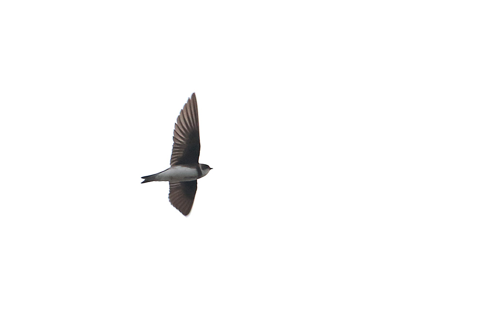 Sand Martin