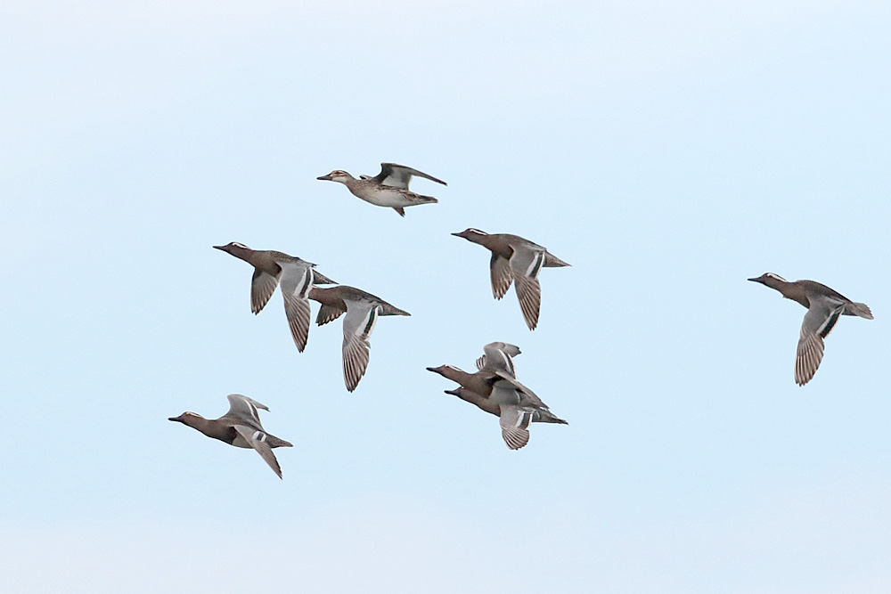Garganey