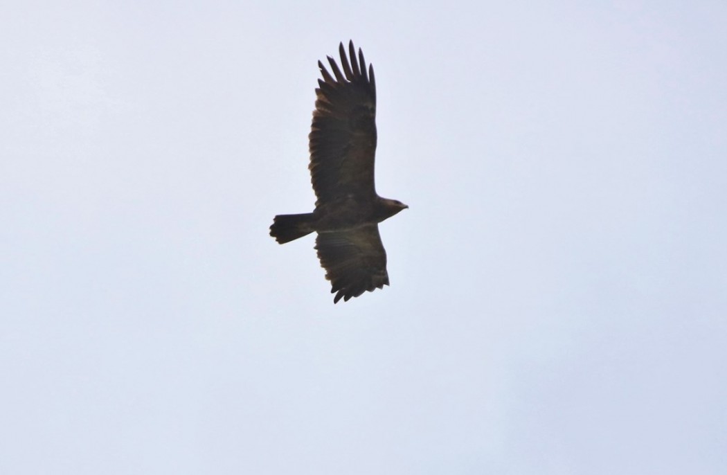 Lesser Spotted Eagle