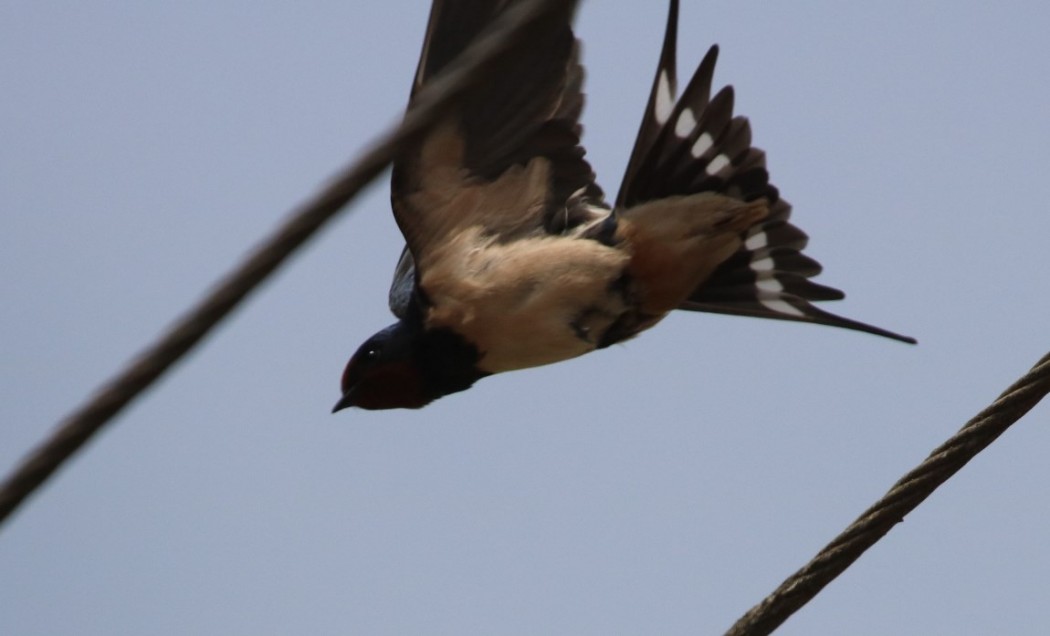 Barn Swallow