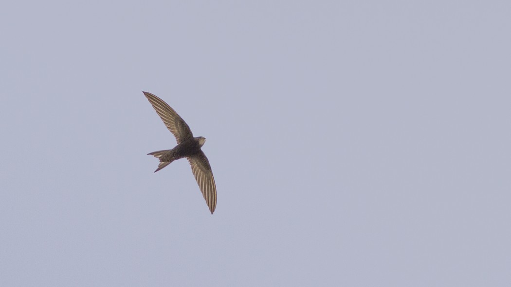 Pallid Swift