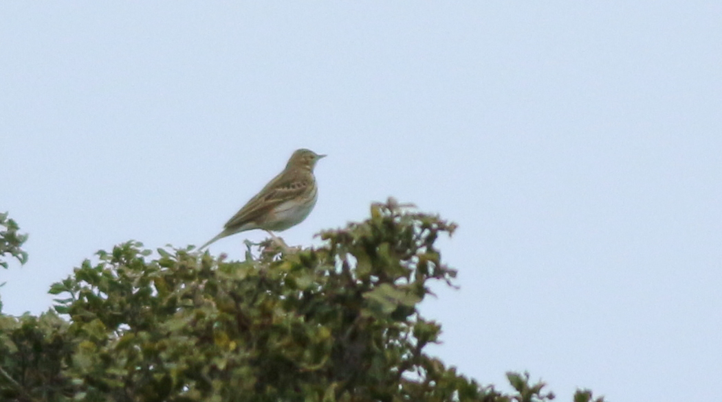 Tree Pipit
