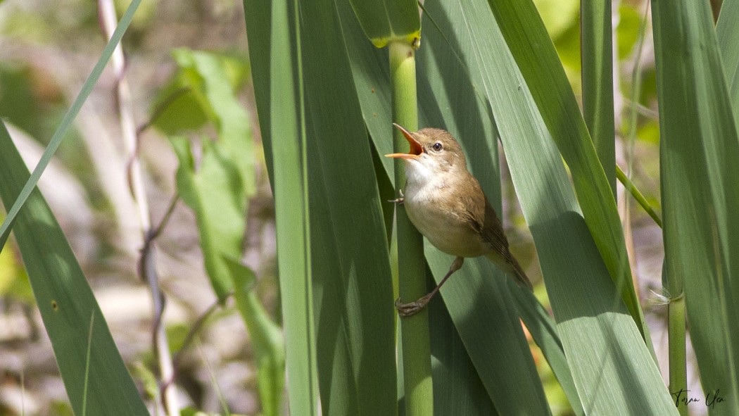 Common Reed Warbler