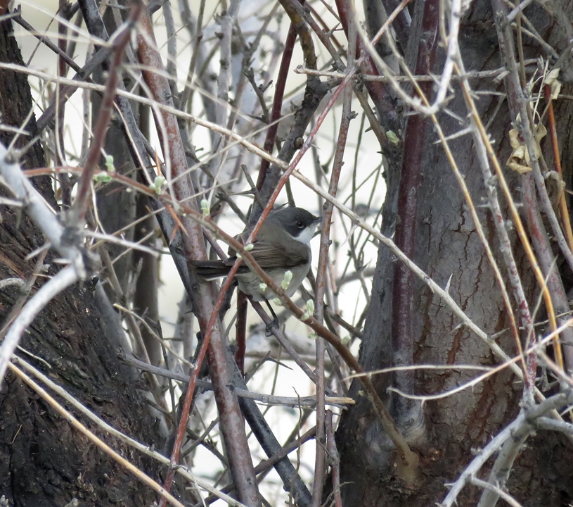 Lesser Whitethroat