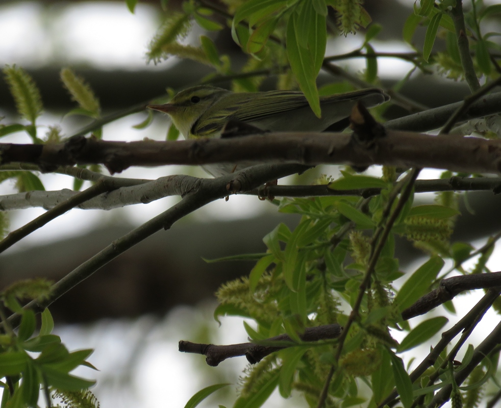 Wood Warbler