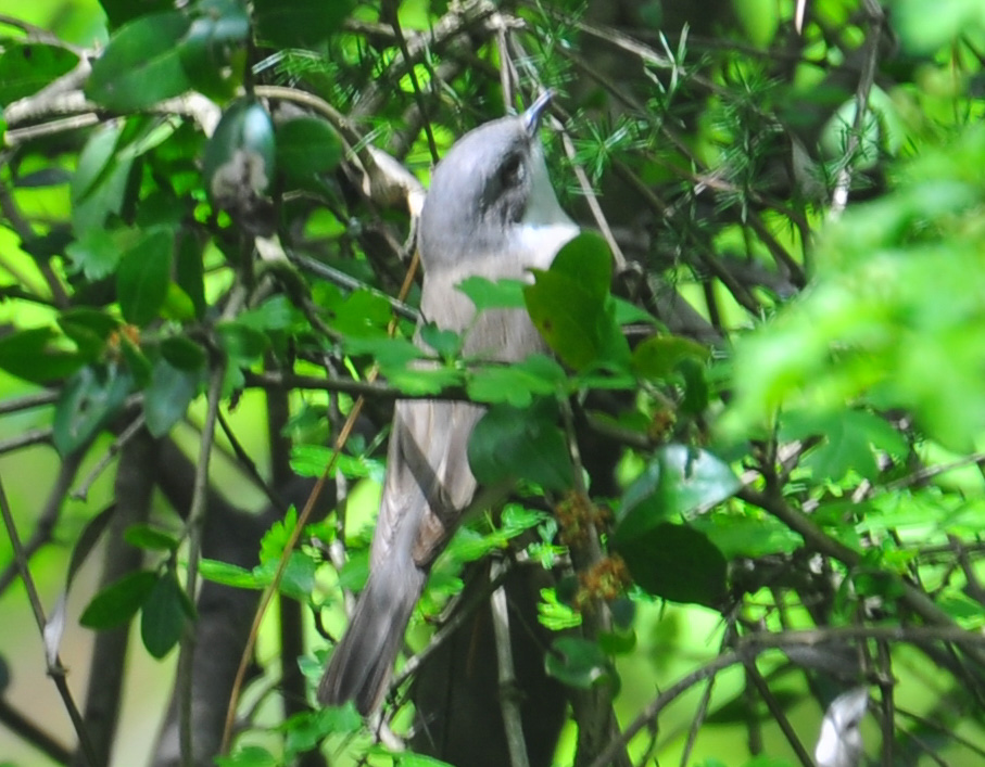 Lesser Whitethroat