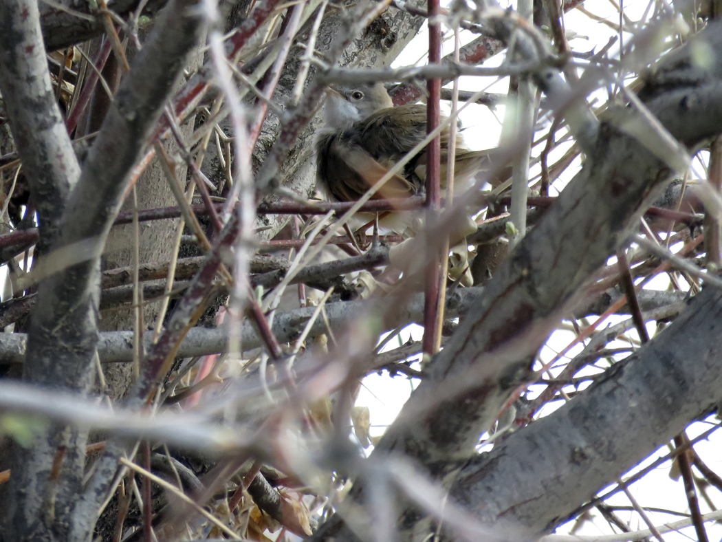 Common Whitethroat