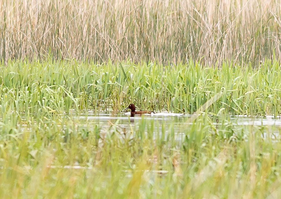 Ferruginous Duck