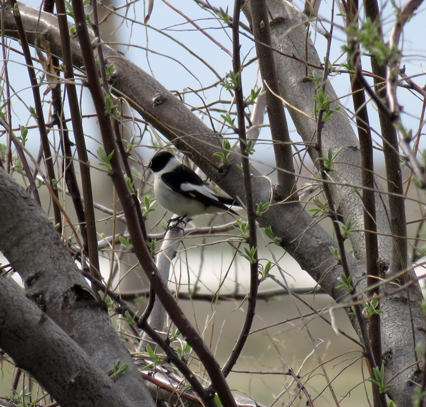 Collared Flycatcher