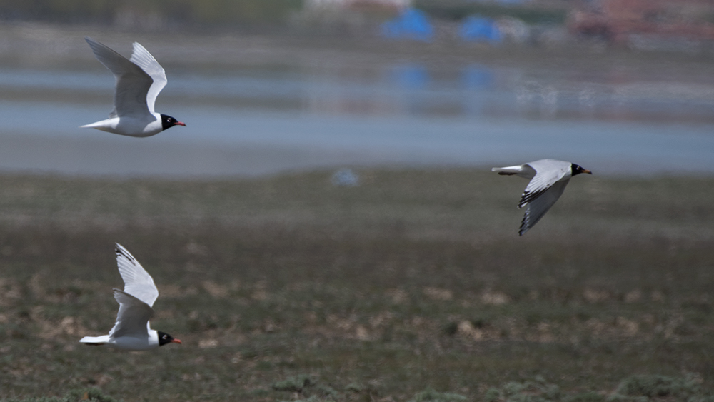 Mediterranean Gull