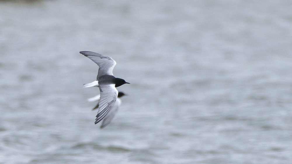 White-winged Tern