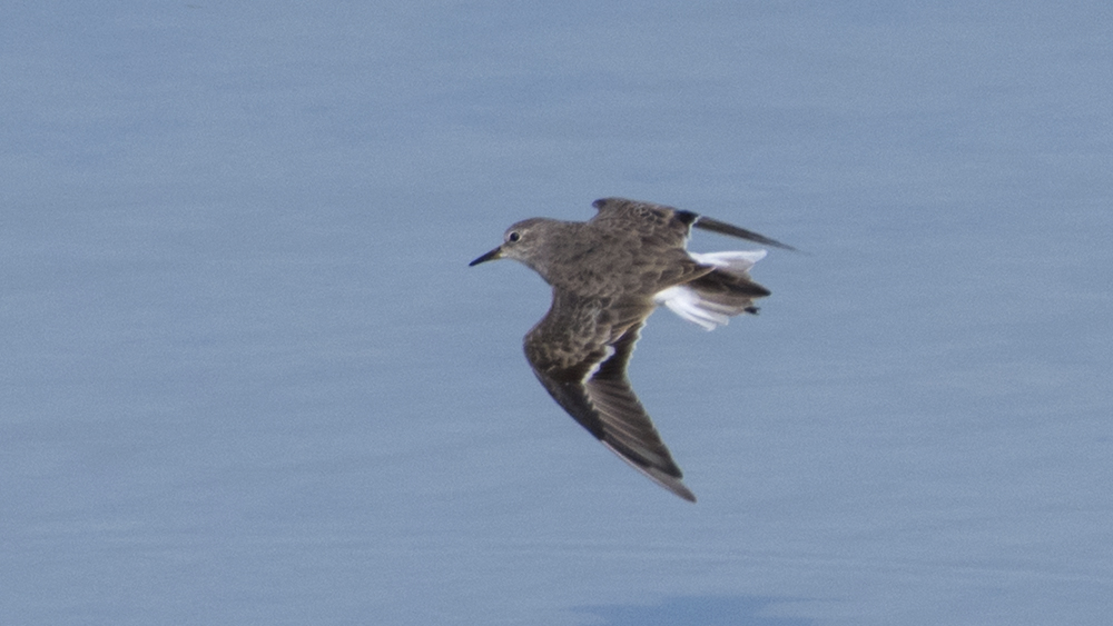 Temminck`s Stint