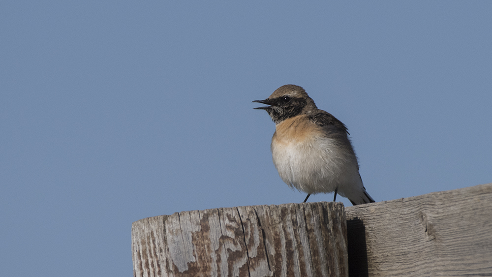 Black-eared Wheatear