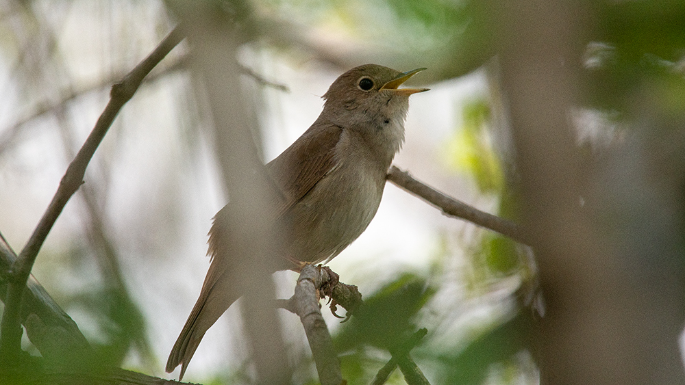 Common Nightingale