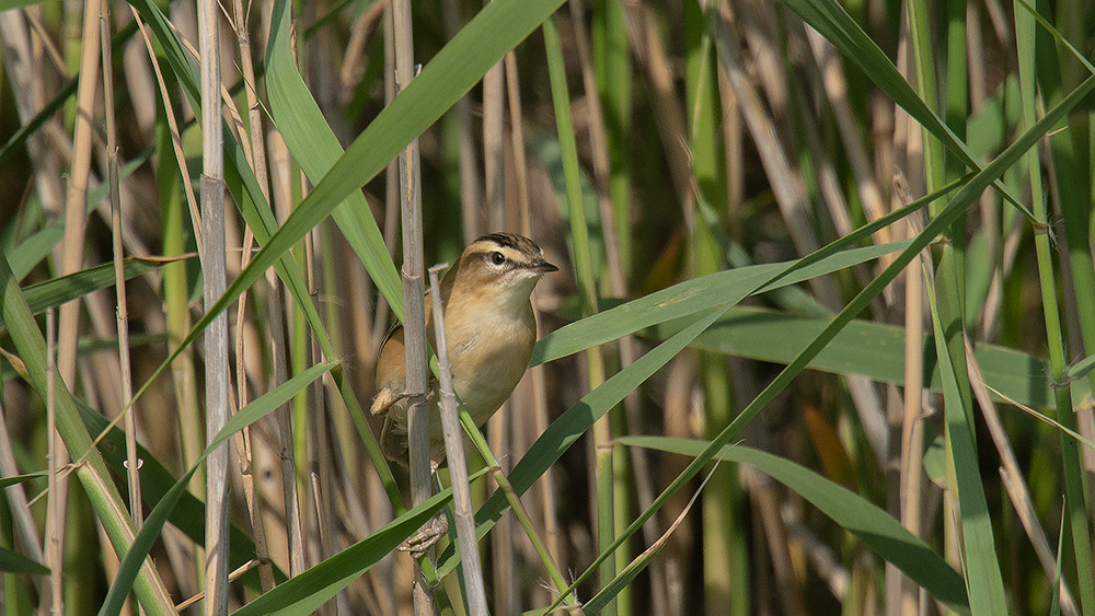 Sedge Warbler