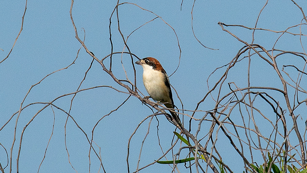Woodchat Shrike