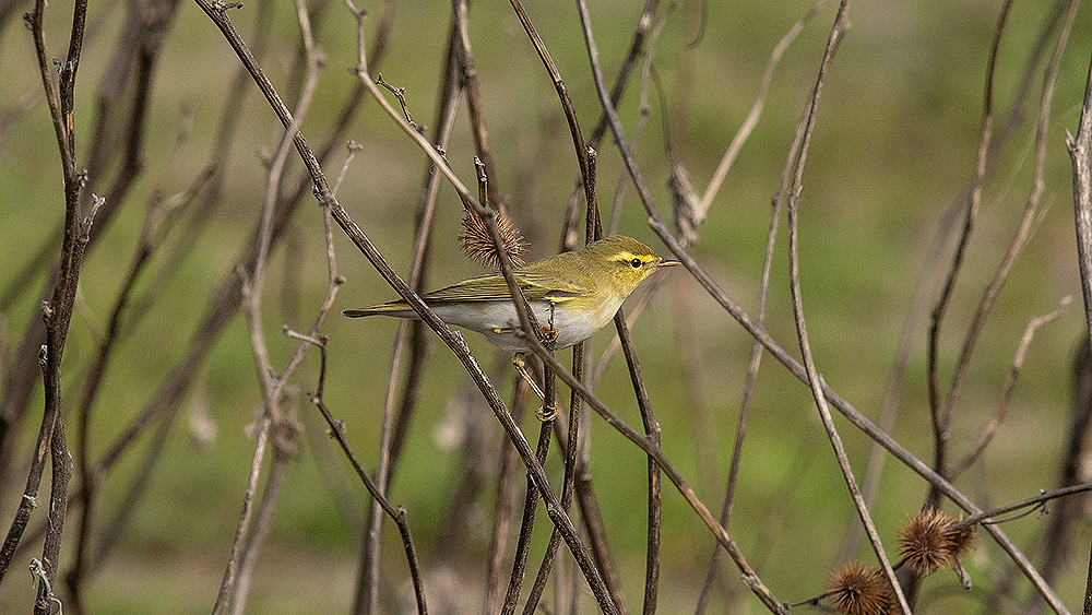 Wood Warbler