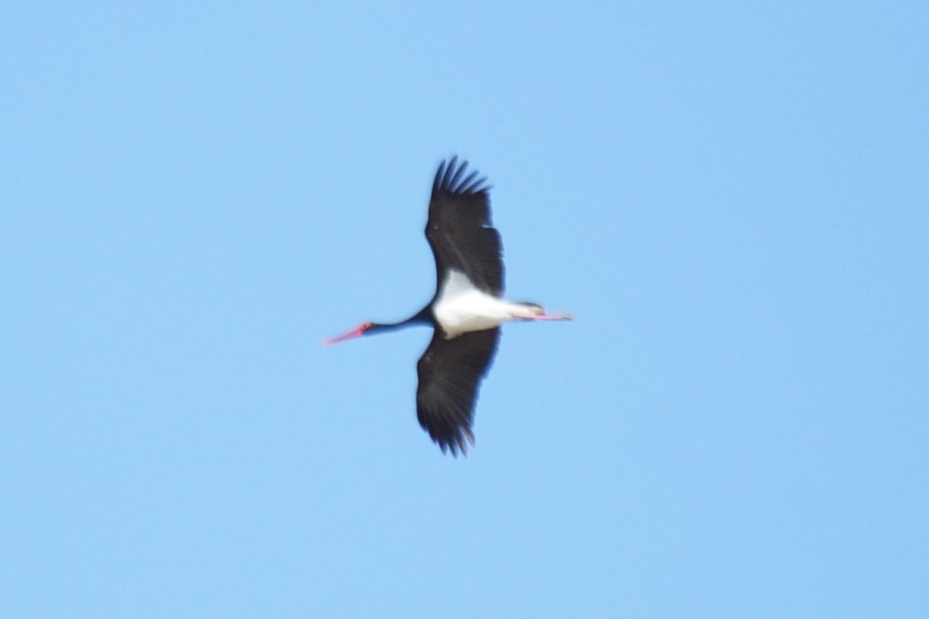 Black Stork